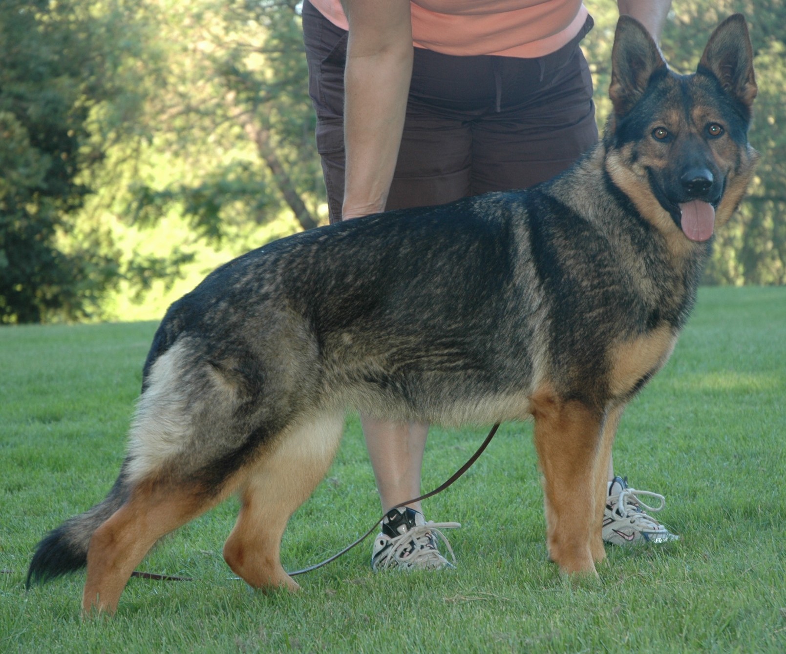 ddr german shepherd puppies for sale ddr german shepherd puppies available now justk9s ddr german shepherd puppies for sale ddr german shepherd puppies available now justk9s