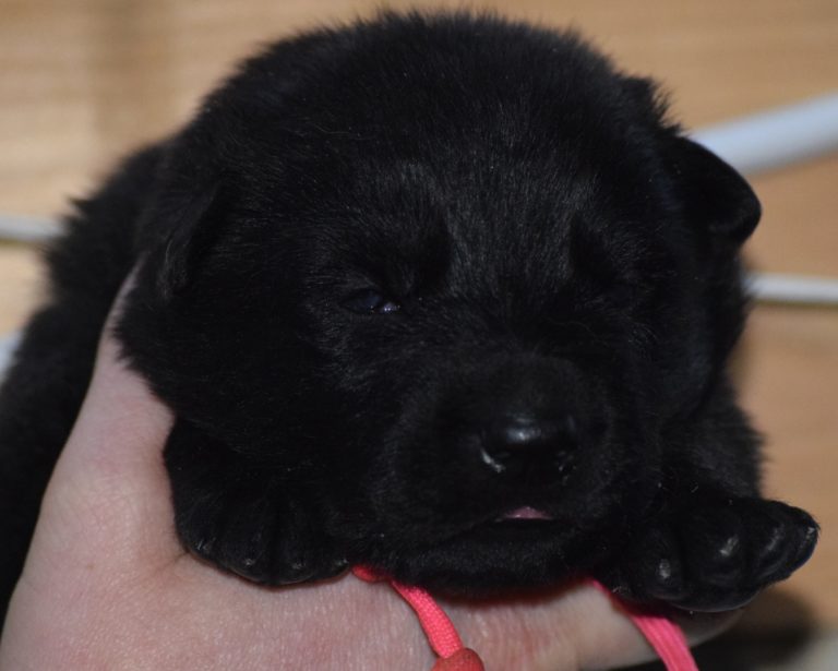 DDR/GERMAN SHEPHERD PUPPIES AVAILABLE NOW | JustK9s